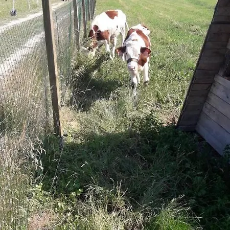 Sodomkuv Statek Czap *